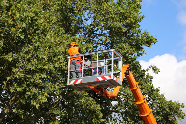 Dead Tree Removal in Leachville, AR